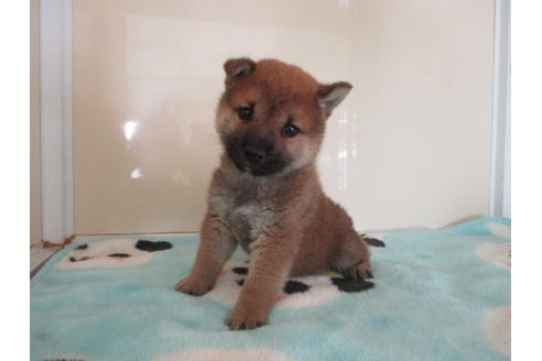 成約済の岡山県の柴犬-109338